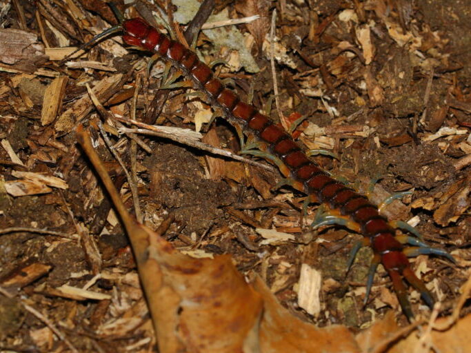 A centipede amongst leaf litter