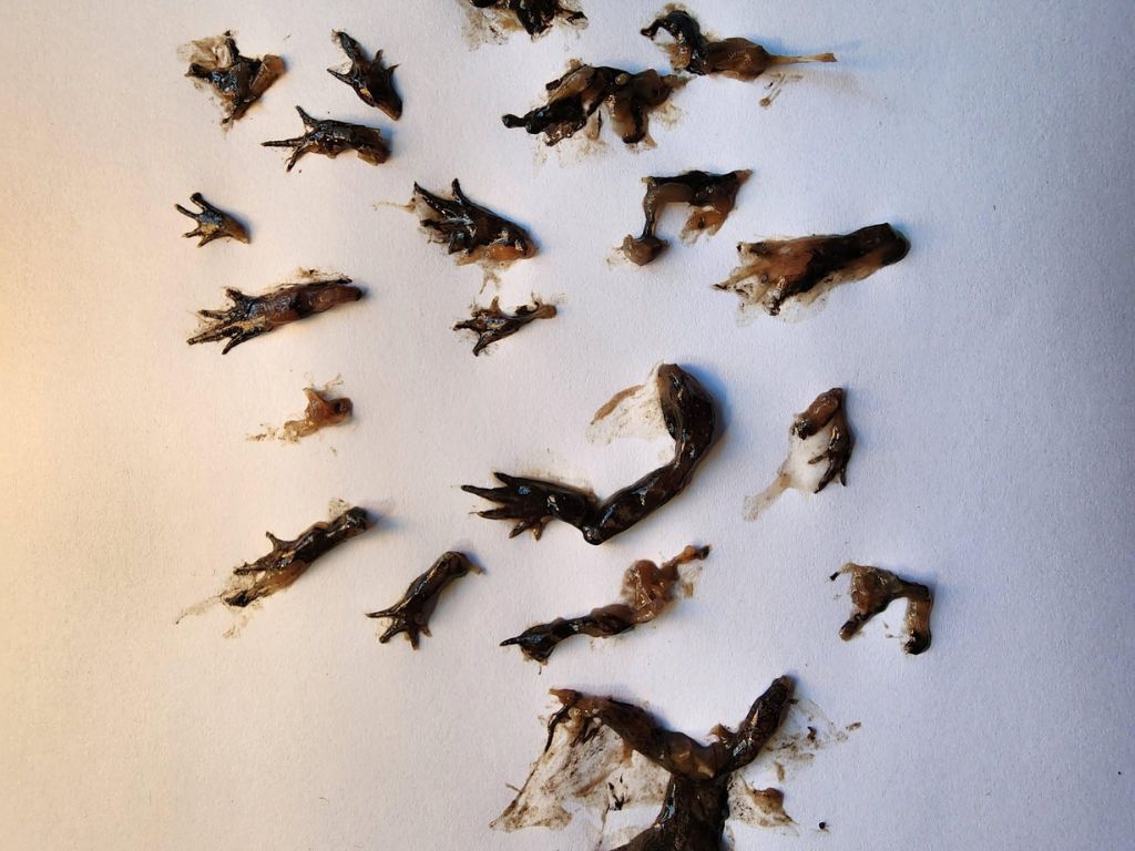 Frog legs and feet laid out on a table
