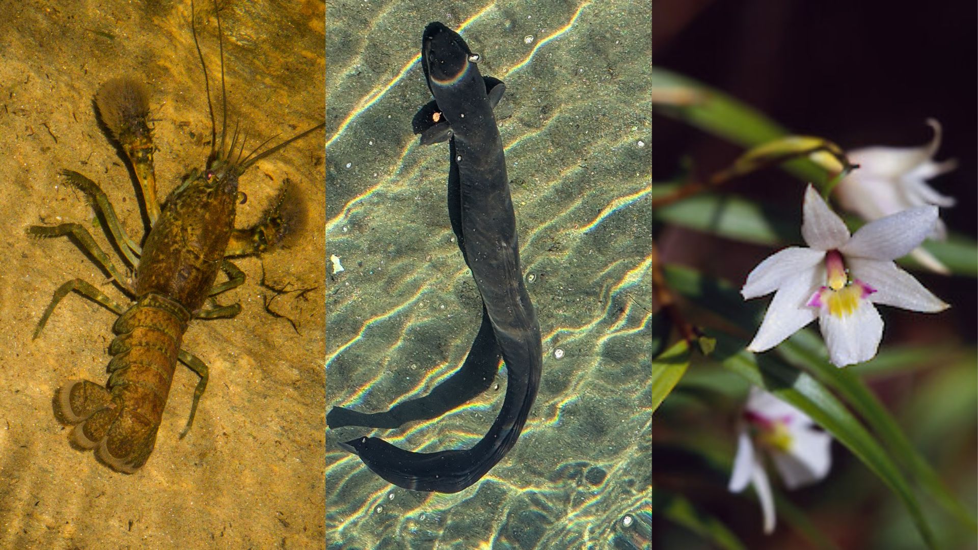 Photos of freshwater crayfish, eel and a native orchid