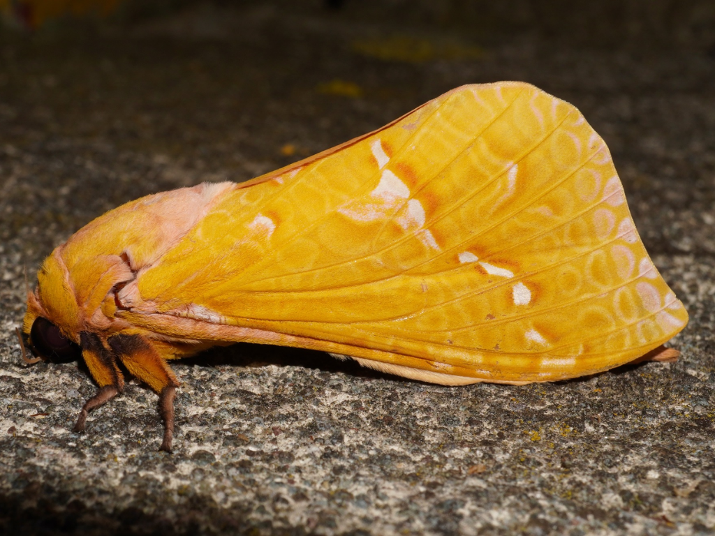 A yellow colour variation of the pepetuna