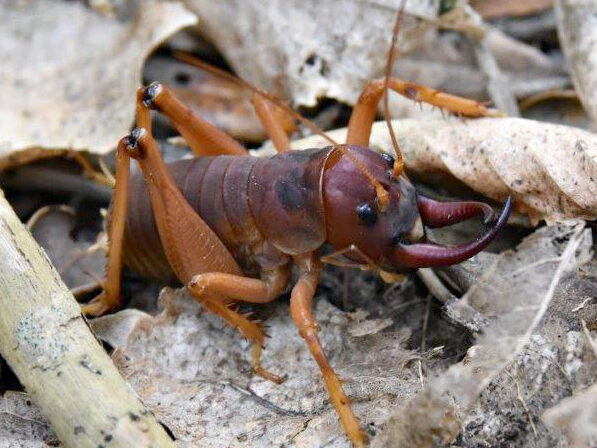 A Mercury Islands tusked wētā amongst leaf litter