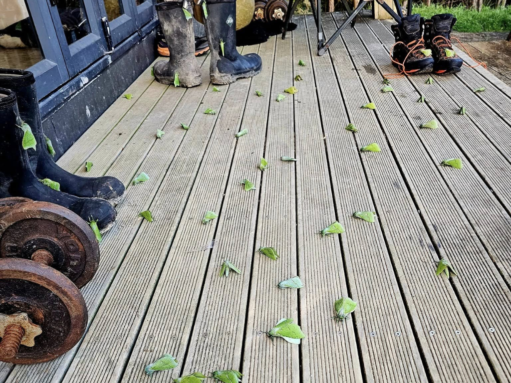 Pepetuna on a deck