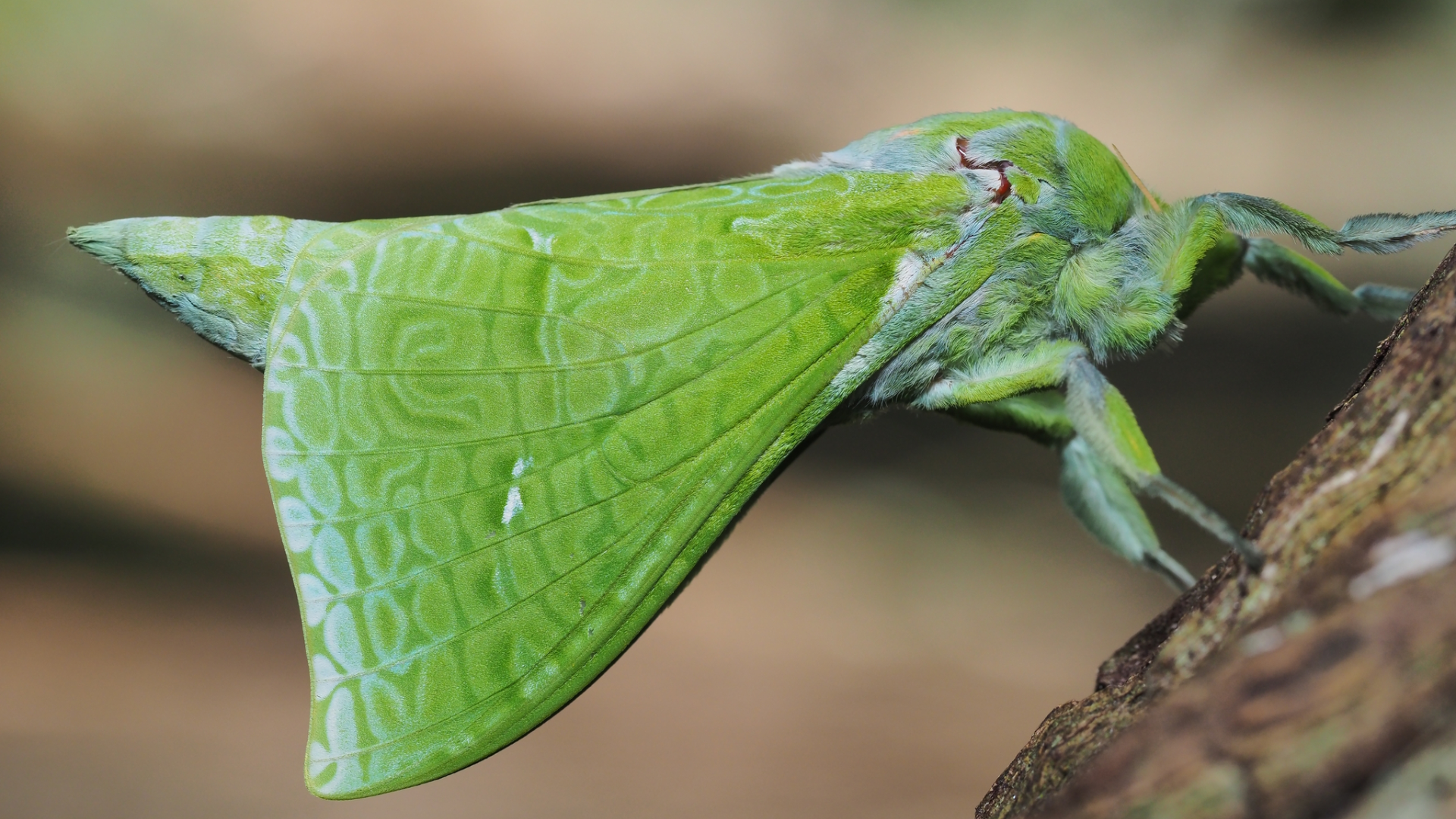 Pūriri moth on a log