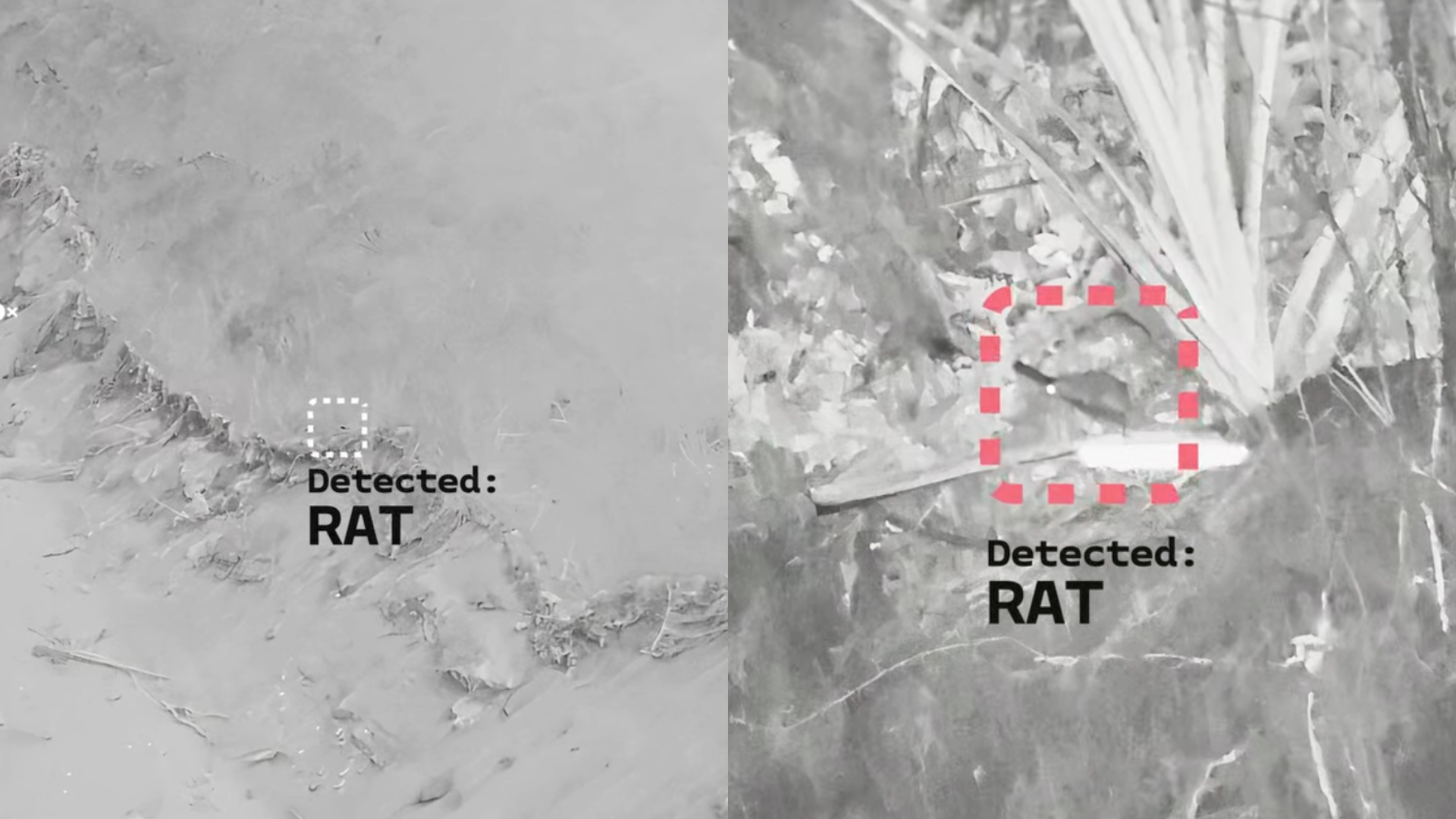 Thermal drone image of a rat